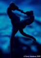 "The Magic of Love" - taken with D100,105mm, no strobes shooting into the blue 